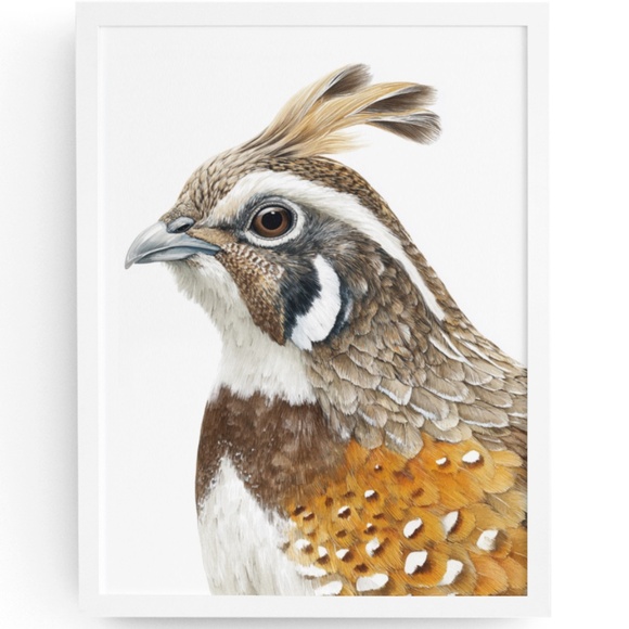 Creative Path Studios Other - Watercolor Quail Wall Art Print, Unframed - Vibrant Nature-Inspired Home Decor